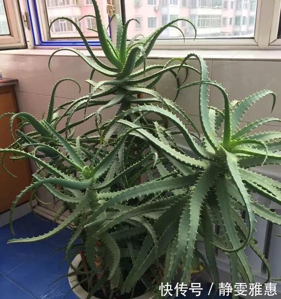 10年芦荟老桩，做成盆景超级好看，观赏价值特别高