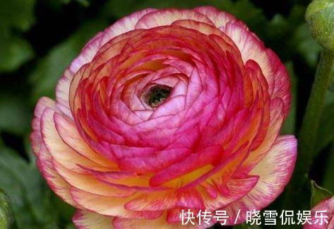 洋兰|8月11日-8月22日，庭院选这几款花，花大色艳花期长，四季花开