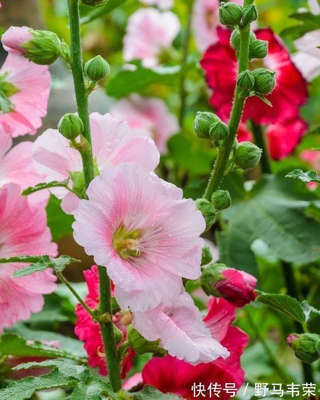 几款小花,便宜又好养,花开香飘溢满屋,超温馨的