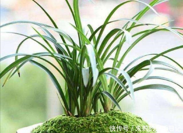 养盆景,怎样才能在盆面上长出青苔,增加观赏性!