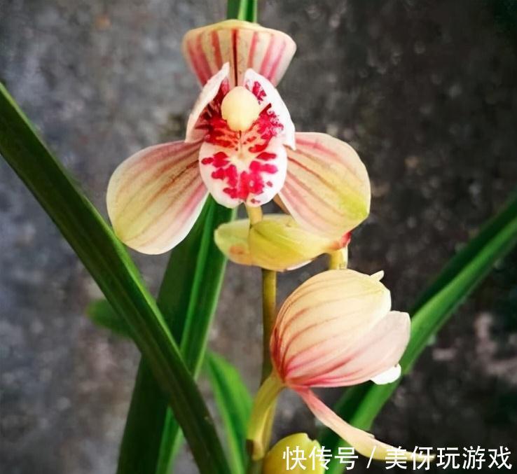 兰花瓣型详细解说，快来瞧瞧您养的兰花是什么瓣型吧