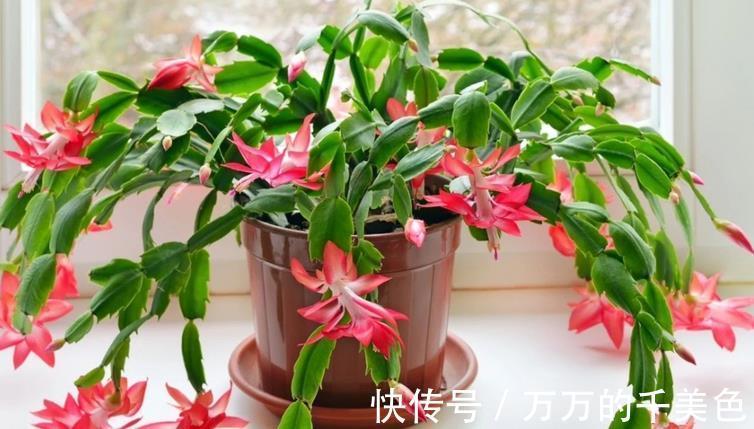 养殖|养蟹爪兰需要“酸水”，适当用这3样，不用愁植株到了花期不开