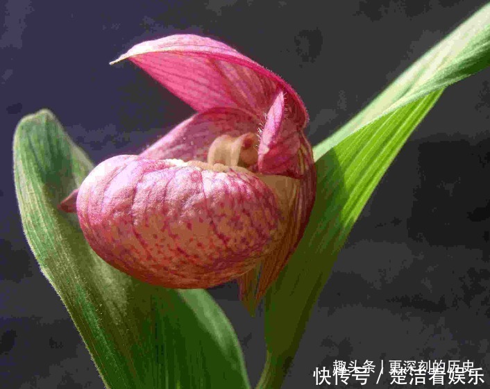 此花叶片姿态高雅,别致的花姿具有着奇特的美感,寓意为无邪之花