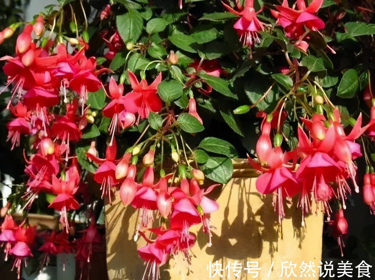 什么淘米水、啤酒水都不如“这样”施肥，用对方法，才能多开花