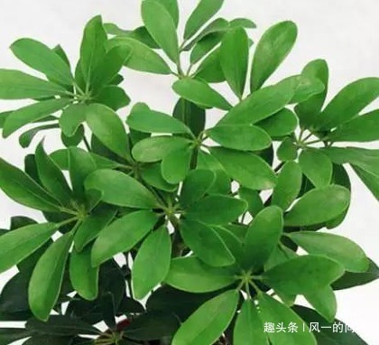 居家就养这三种绿植，既上档次又招财，好看又耐活