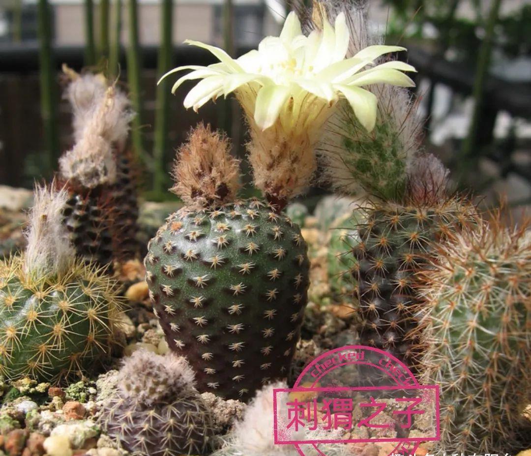 士童|误以为仙人掌很难开花，凑齐“4个条件”，开花一点不稀奇！