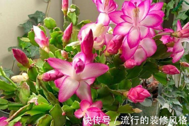 占地|大暑过后种此款小花，养在阳台特合适，娇小不占地，耐热耐晒