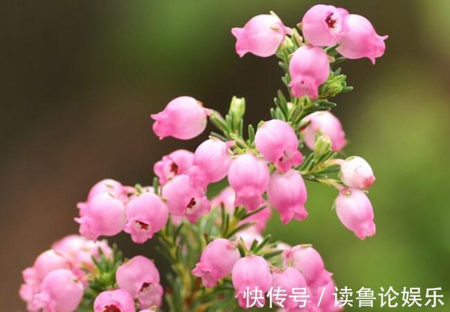 欧石楠|养花就养这4款,清雅别致,生机勃勃,四季开花不断