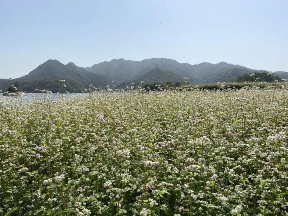 深秋|深秋时节的浦江真美！