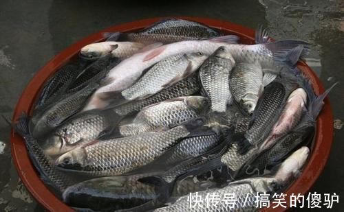 浮漂|如何垂钓鲫鱼？有一个重点，却被好多人轻易忽略