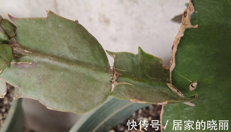 夏季蟹爪兰叶片萎蔫还烂根，实践告诉您是这些地方没做好导致的