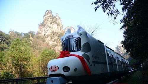 张家界十里画廊景区：坐牛车走牛运 迎牛年看牛景