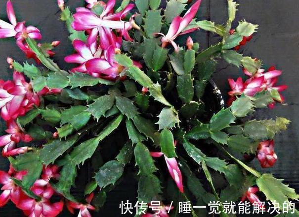 蟹爪兰只长了几个花苞,该怎么养爆盆调整4点,呼啦啦开不停