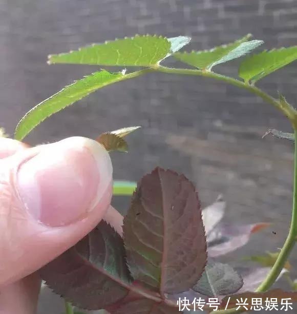 盆栽|家里养花,生了这个世界性害虫,太难治,一招教你轻松根除白虱粉