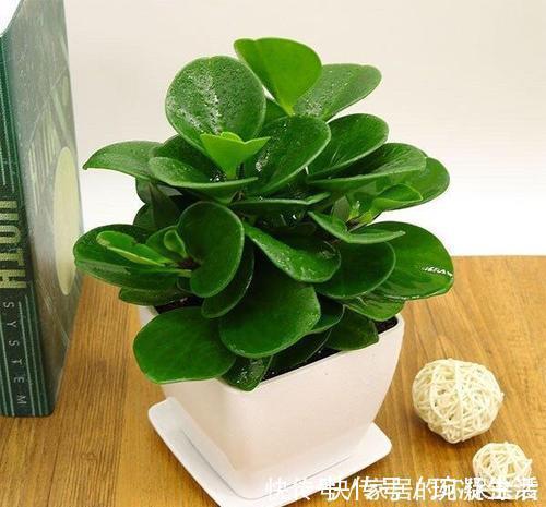 居家养花,推荐这8种,耐阴又好养,是家庭盆栽佳品!