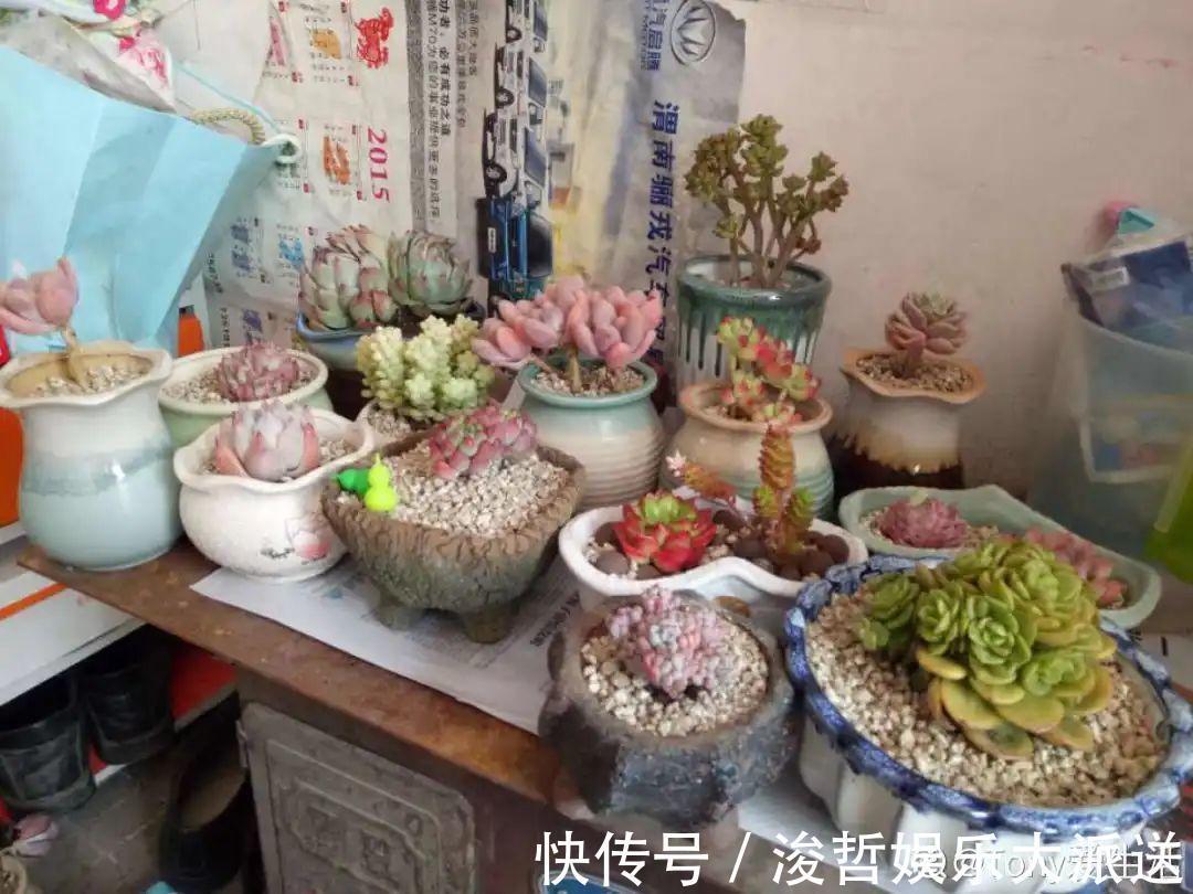 休眠期|家里有这7种花,少浇水、不能晒,天热要休眠!