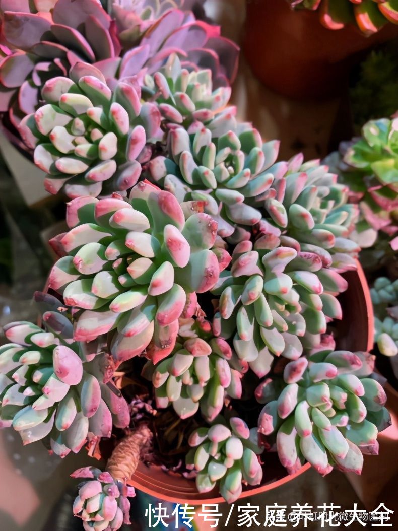 春季是多肉快速生长季，四点做好了，长出状态超美