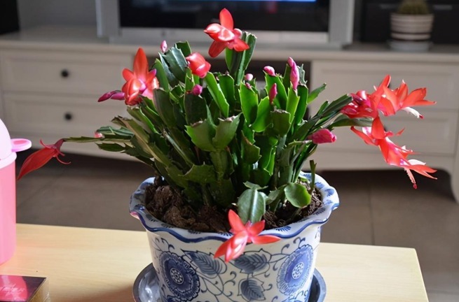 蟹爪兰迎来花期，养护避免“4个动作”，花苞一个不落，越开越美