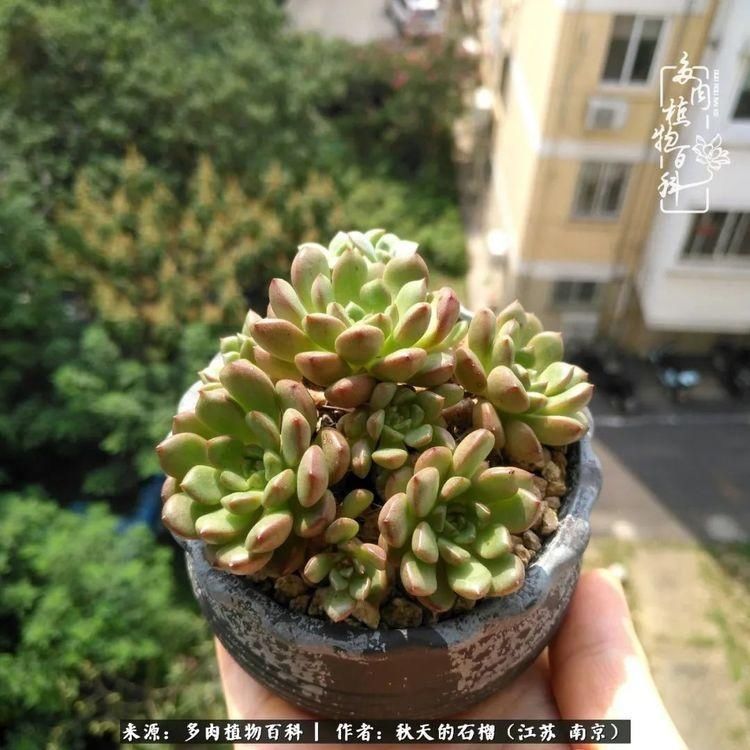 渡劫归来的肉肉,谁是谁的前世,谁又成了谁的今生