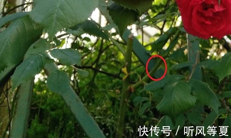 你的月季总是扦插不活,试试这种方式,做法有趣又容易生根