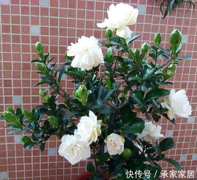 碰到这4种花再漂亮也别买，因为花钱买回来只会给自己“添堵”