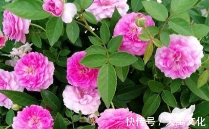 新手养花,不如养盆花中精品“玛姬婶婶”,花型精美,有枝就有花