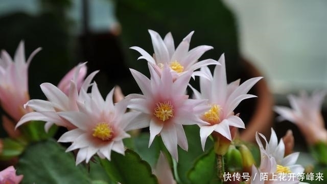 蟹爪兰就该这么养,叶片饱满,花开朵朵,美的不像话