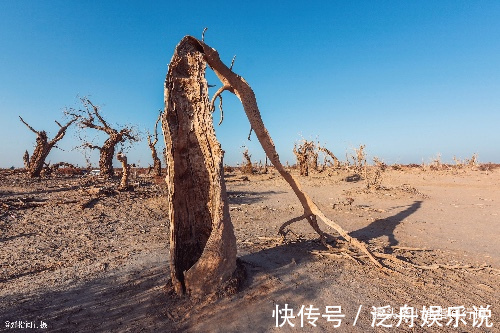 大漠|新疆大漠的“植物化石”，枯倒千年不腐“魔鬼林”秘密原来如此