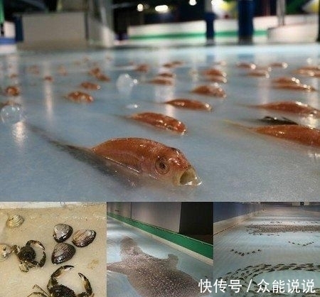 家溜冰|7000条鱼尸体铺设的溜冰场火了!老板被网友劈头盖脸一顿臭骂