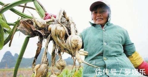 水田|农村水田里的野草,遇到别忽视,根部价值珍贵,比板栗还美味