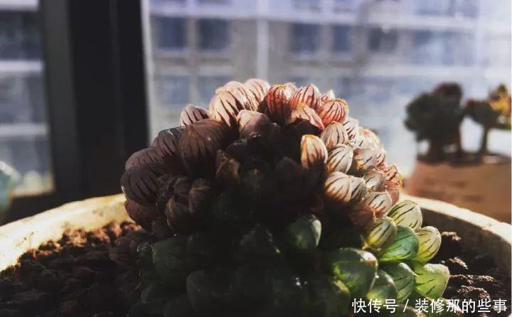 挑状态最丑价格最低的买,再丑的多肉都能养漂亮