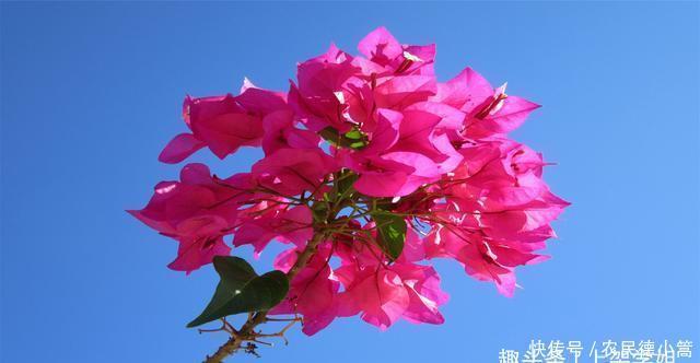 自别|自别后,音尘绝,思念瓣瓣成殇