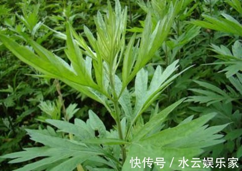 艾草|农村“艾草”百利而2害,危害极大,很多人还不清楚,傻傻吃