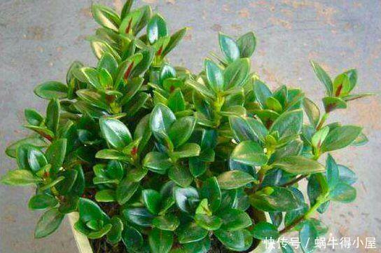 金鱼吊兰怎么养爆盆?学会关键5点