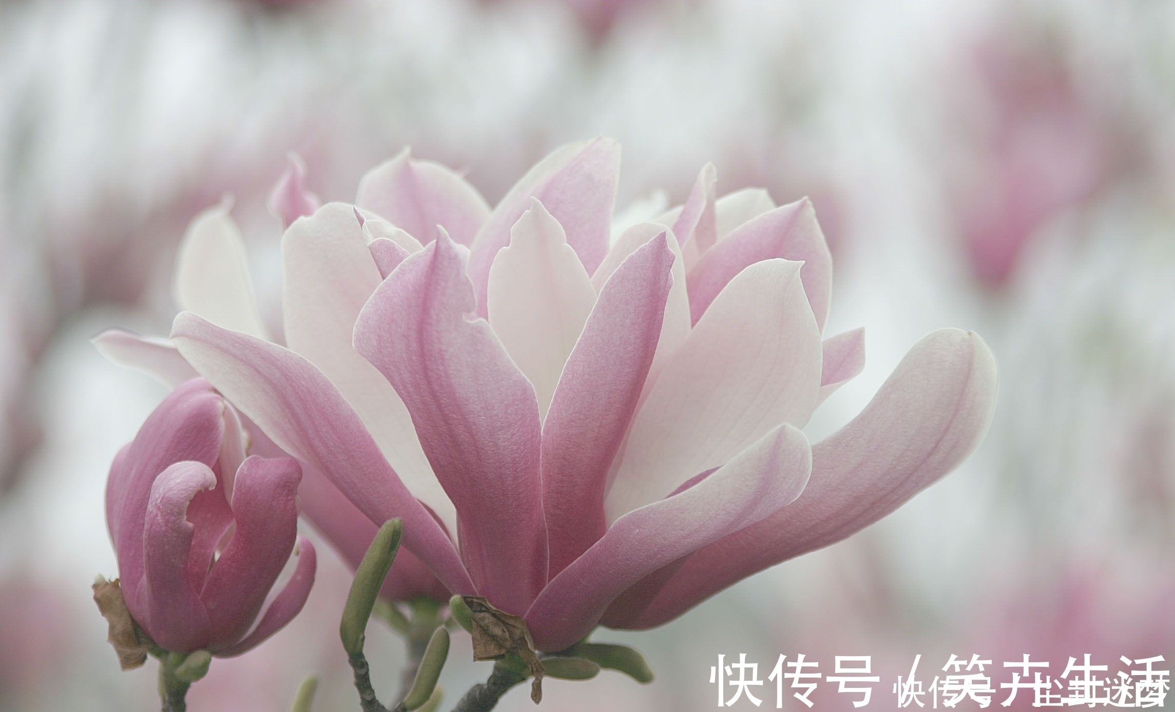 4种年宵花,盆栽美丽、插花诗意,高端大气春暖花开、幸福四季