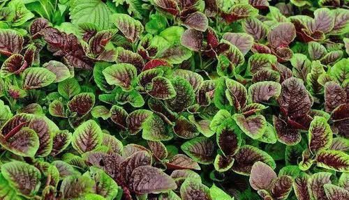 清血降脂|女人若有子宫肌瘤,尽量多吃这几样食物,肌瘤可能会慢慢消失