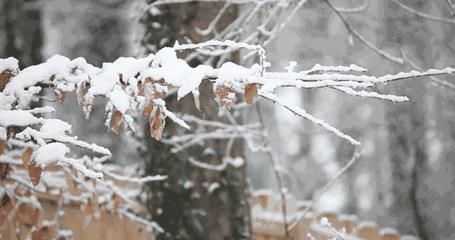 谢建国|冬日时光，看一场雪后初霁孟津静美如画！