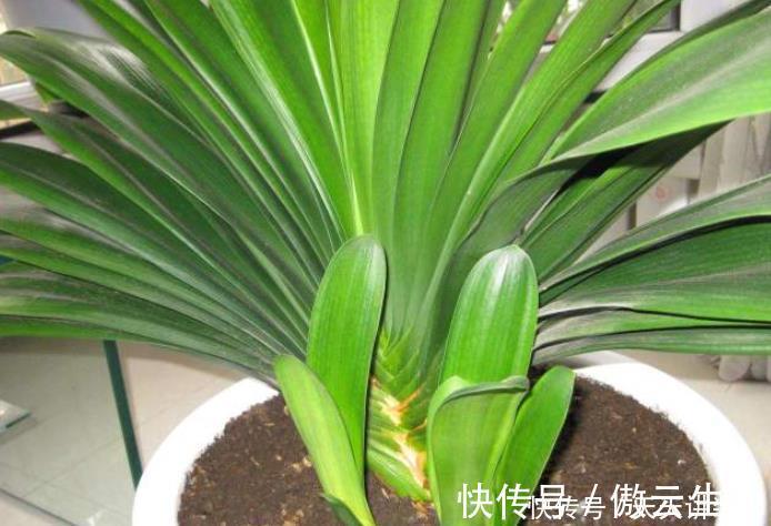 君子兰在开花，给它做好“三不要”，做不好花期短，还容易黄叶！