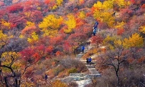 香山|最美北京秋景之：坡峰岭红叶