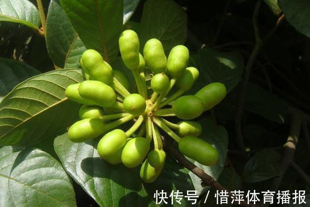 腰腿疼痛|农村无人问津的野果,消肿解毒,治疗腰腿疼痛,吃到就是捡到宝了