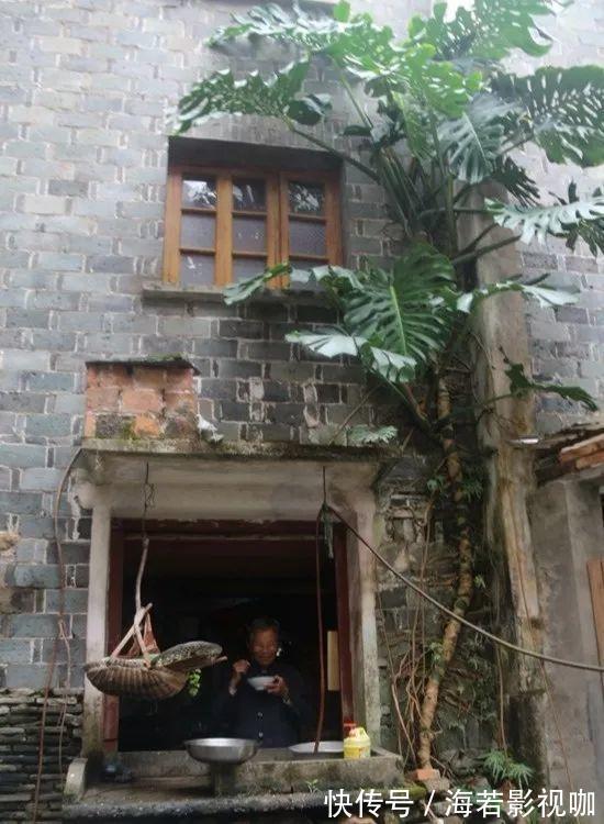 龟背竹|30年的芦荟，20年的龟背竹，硬生生把花养成了树！