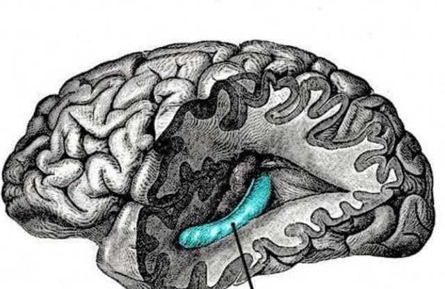 智商|男孩智商遗传于谁?还要被“遗传概念”骗多久,后天发育更重要