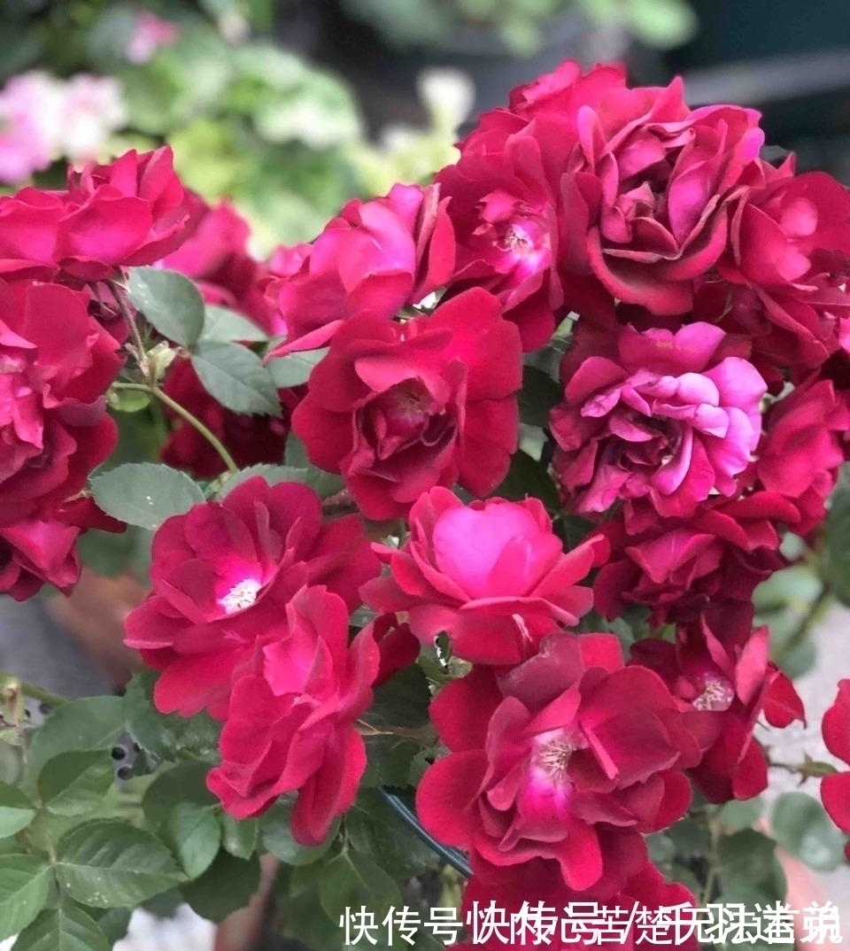 婆婆养月季只选一种,好养抗性强,关键“爱”开花,比养欧月实在