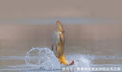 但凡看见鱼在水面频繁跳跃，就赶紧收竿，因为用什么招都不好使