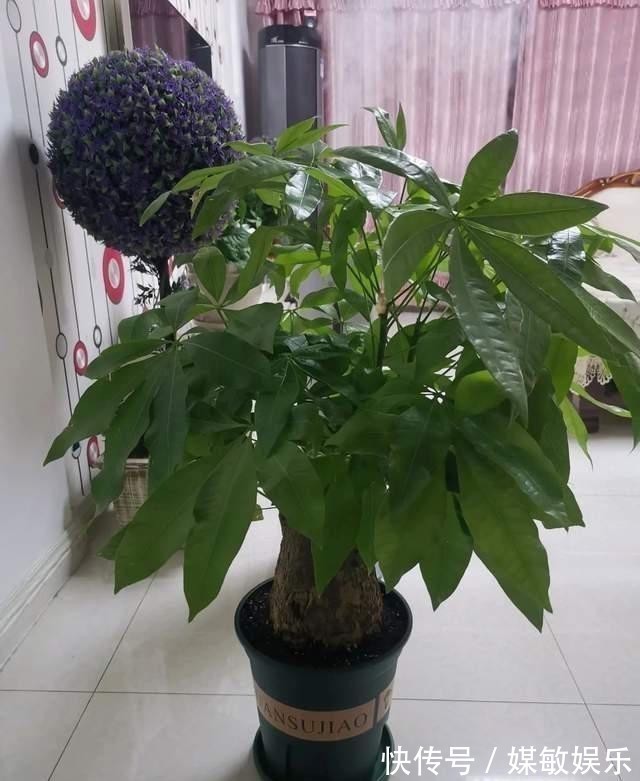 君子兰|巧用这种皮,养君子兰发财树,叶片光亮,效果让人满意!