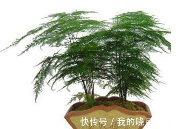 观叶植物大全，也是不需要操心开花的问题