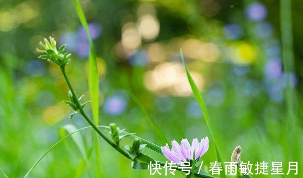 往事|还有四周，桃花闪现，时机成熟，重遇旧爱，回首往事，钟爱一生