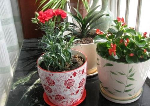  土壤|喜欢盆栽红掌吗？这里有你需要的养殖知识和繁殖技巧