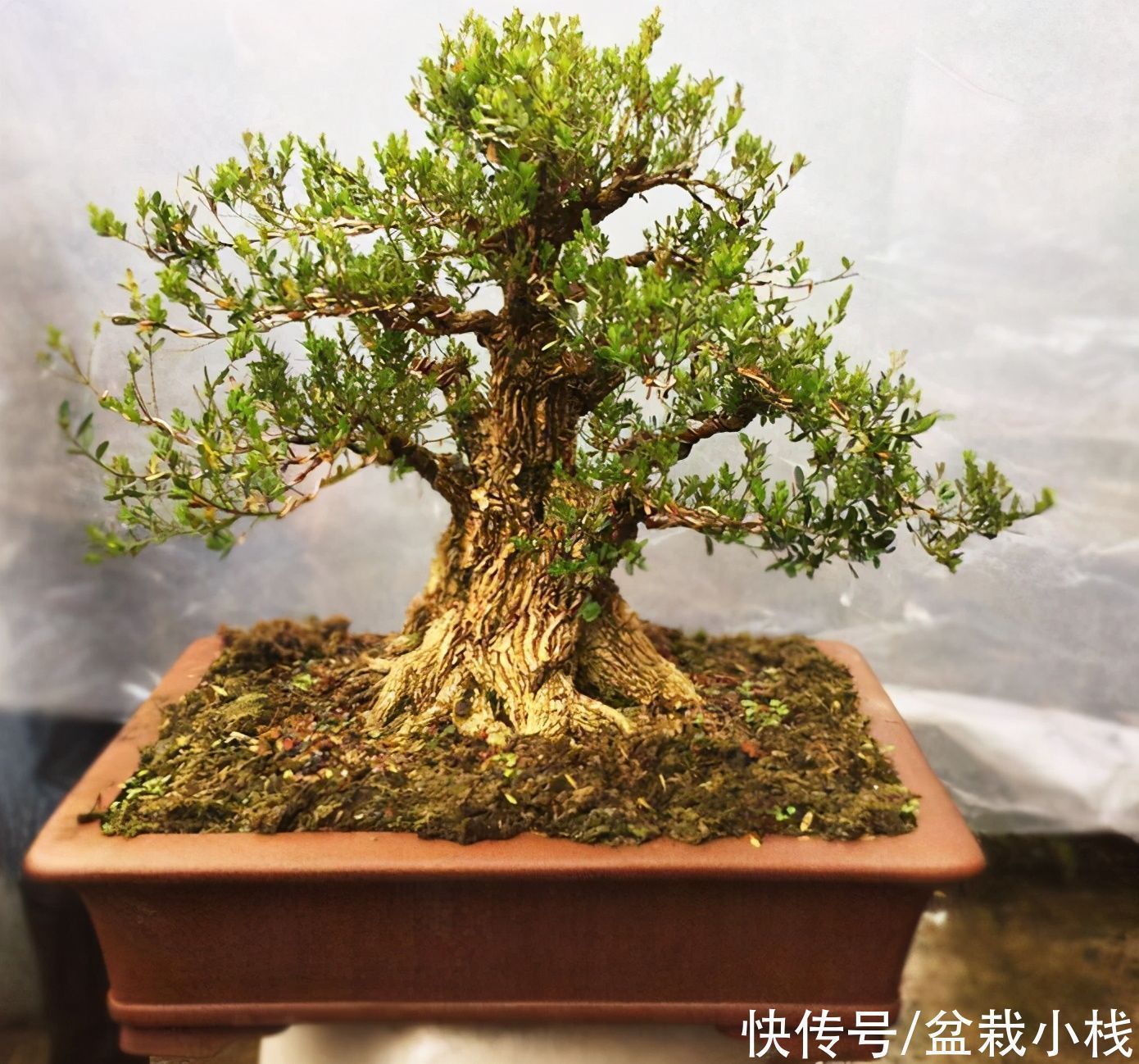 生命力|家里带院的,4种盆景要安排上,大气撑门面