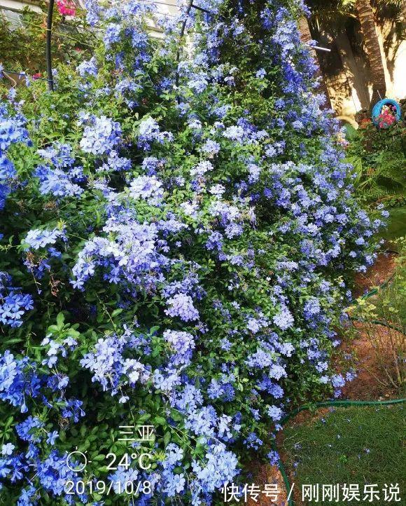 抗病、不招虫的天竺葵，屋里养一盆，开花一茬接一茬